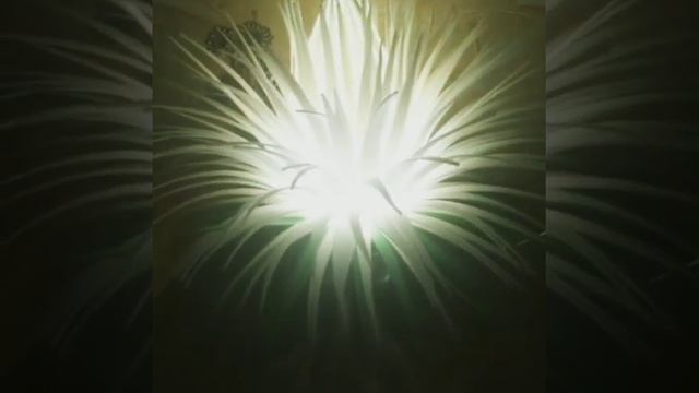 Настольный светильник Пушистик Своими руками