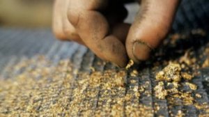 Мою самородное золото в ручье!