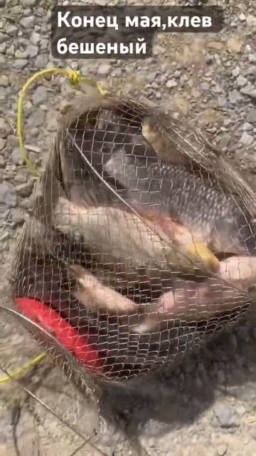 Мощный клев карася,и леща в прилове 🐟🐠👍 смотреть онлайн