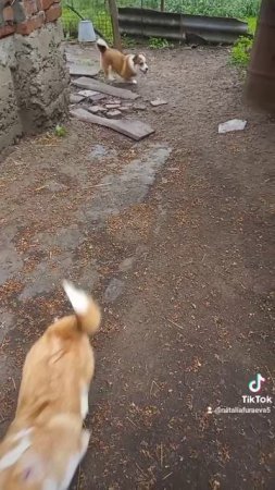 Щенки вельш корги пемброк.mp4