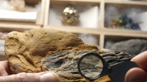DinoChronicles: Тираннозавр Король динозавров