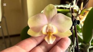 СРАВНИТЕЛЬНОЕ ВИДЕО ☝️🌸 ОРХИДЕЯ  Ph. Sparks ( Sunset)  и Ph. Peach