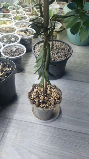 #гранат#растения #green #plantsvszombies #pvz2 #plants смотреть онлайн