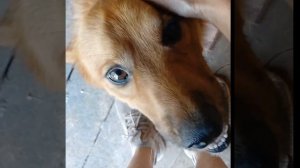 4 октября- Всемирный день защиты животных