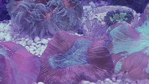 Коралл Трахифиллия Жофруа многоцветная пробует съесть морскую звезду Астерину(не понравилась))