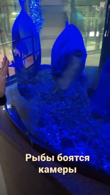 Рыбы боятся камеры/зоопарк Ижевск смотреть онлайн