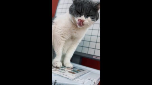 Обзор | Штрих-Принт С | Весы самообслуживания