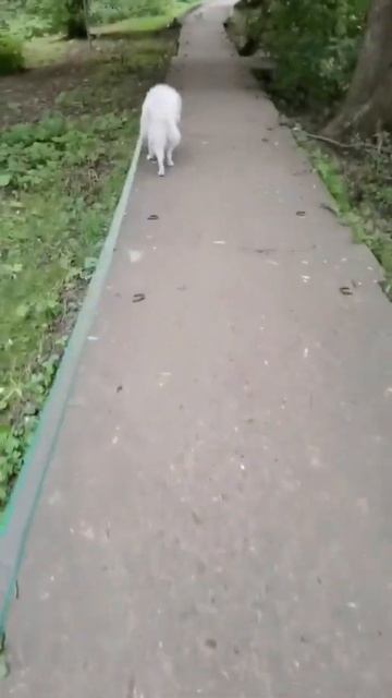 Прогулка с любимым самоедом ❤️ смотреть онлайн