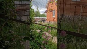 Море цветов без ухода и обрезки! Клематис Пёрпл Дрим