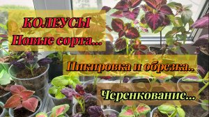 Колеусы..Новые сорта..Черенкование и уход..Пикировка растений, выращенных из семян..🌱