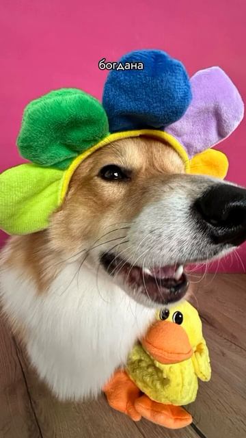 пиццу заказать кушать #shortsvideo смотреть онлайн