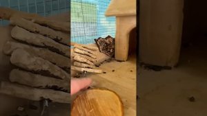 Веточки каких деревьев можно давать шиншилле кушать? ?