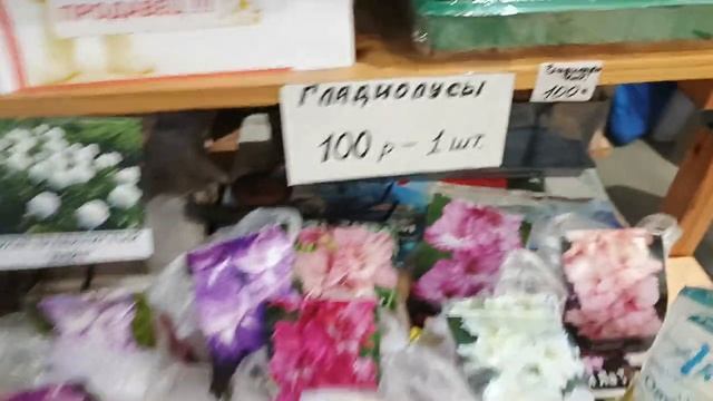 Российская селекция  гладиолусов