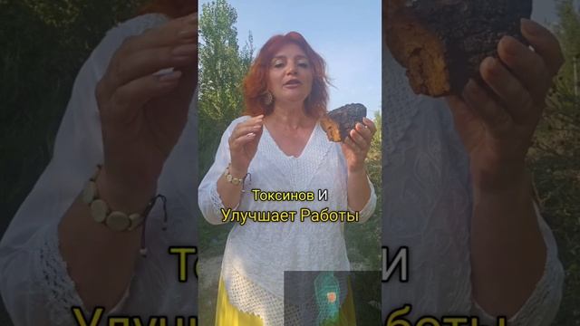 Чага — Природная поддержка иммунитета и мощное проти?