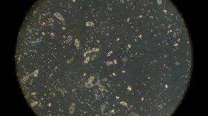Вода из лесного озера под микроскопом MAGUS Bio V350