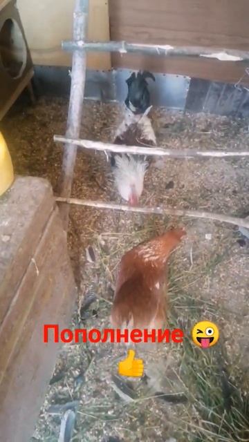 #Купилпетуха#петух#петушок#курынадаче#держимкурнадач