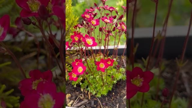 Купила Лаванду которая очень нравится 🌸 В огороде по?