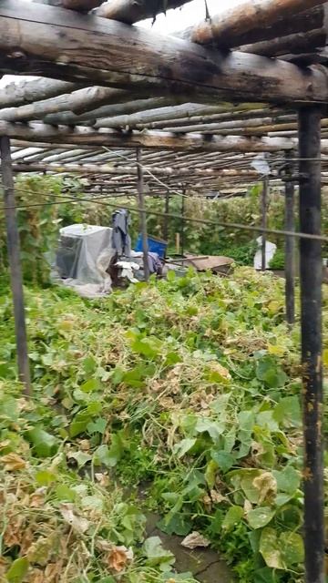 18.09.22 теплица смотреть онлайн