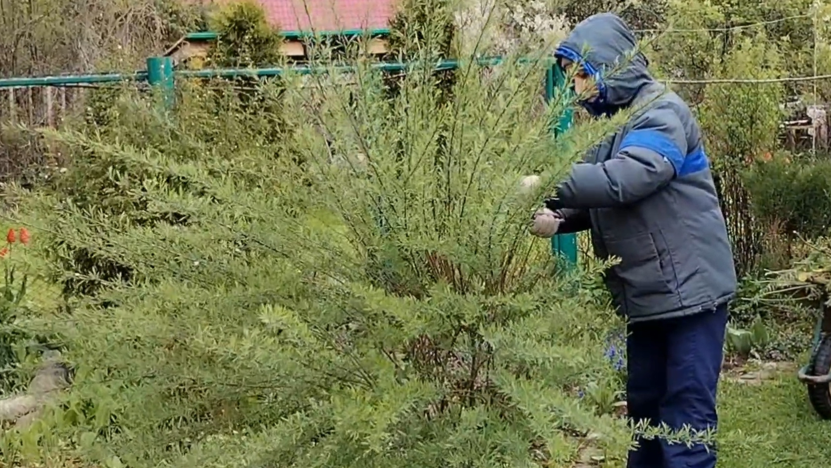Стрижка только началась)))  Стрижем ивы, делаем дверь в мастерскую.