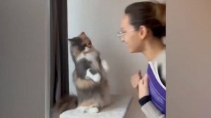 Приколы С Животными 99