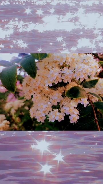 Красота, и все деревья растут у моего дома! смотреть онлайн