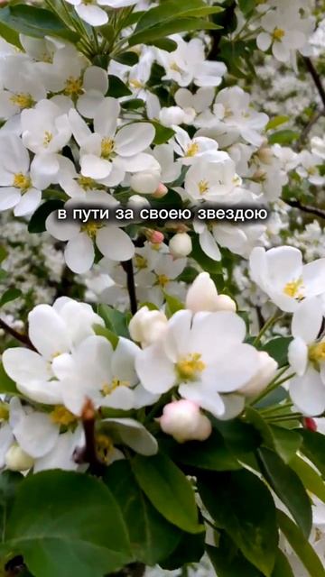 Я знаю как здорово жить #стихи#поэзия#Лaдa-Pycь смотреть онлайн