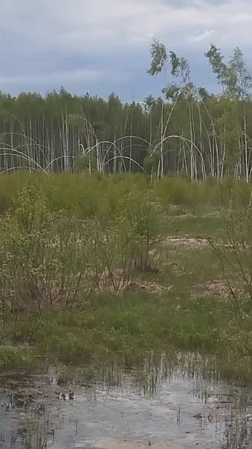 15 мая 2024 года #Арки из живых берёзок #Подмосковье#Егорь смотреть онлайн