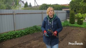 МАЛИНА БЫСТРО ПРИЖИВЕТСЯ И ДАСТ ОГРОМНЫЙ УРОЖАЙ, если посадить ее так весной