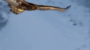 Лети,над землёй