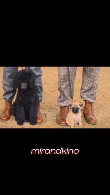 Выбор собаки…😂😂😂Название фильмов в шапке профиля# смотреть онлайн