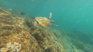 Черепаший остров - остров Снупи. Фуджейра  ОАЭ