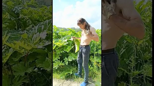 Трынь-трава или Борщевик Сосновского смотреть онлайн