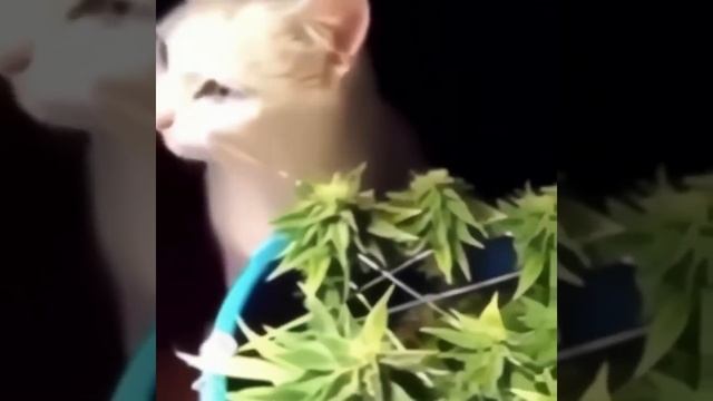Кот кушает траву 🐈 🌿 #кот #кошка #мемы #трава #зелень # смотреть онлайн
