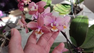 Мои новинки орхидей🌺 Парфюмерные фабрики Diffusion и Melion,