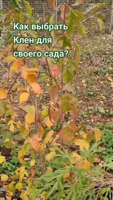 Как правильно выбирать Клен Гиннала для сада? #дача#garde смотреть онлайн