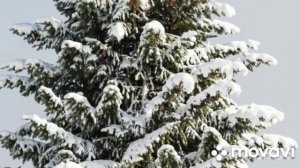 Ян Сибелиус - "Ель"/Jean Sibelius - "The Spruce"