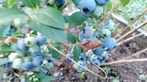 Голубика Дарроу. Blueberry Darrow