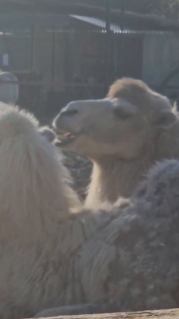 верблюды в Яхонты Ногинск смотреть онлайн