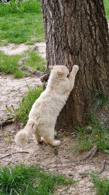 Кот точит когти #cat #catshorts #catlover #кіт #котик #коти #кот #ко? смотреть онлайн