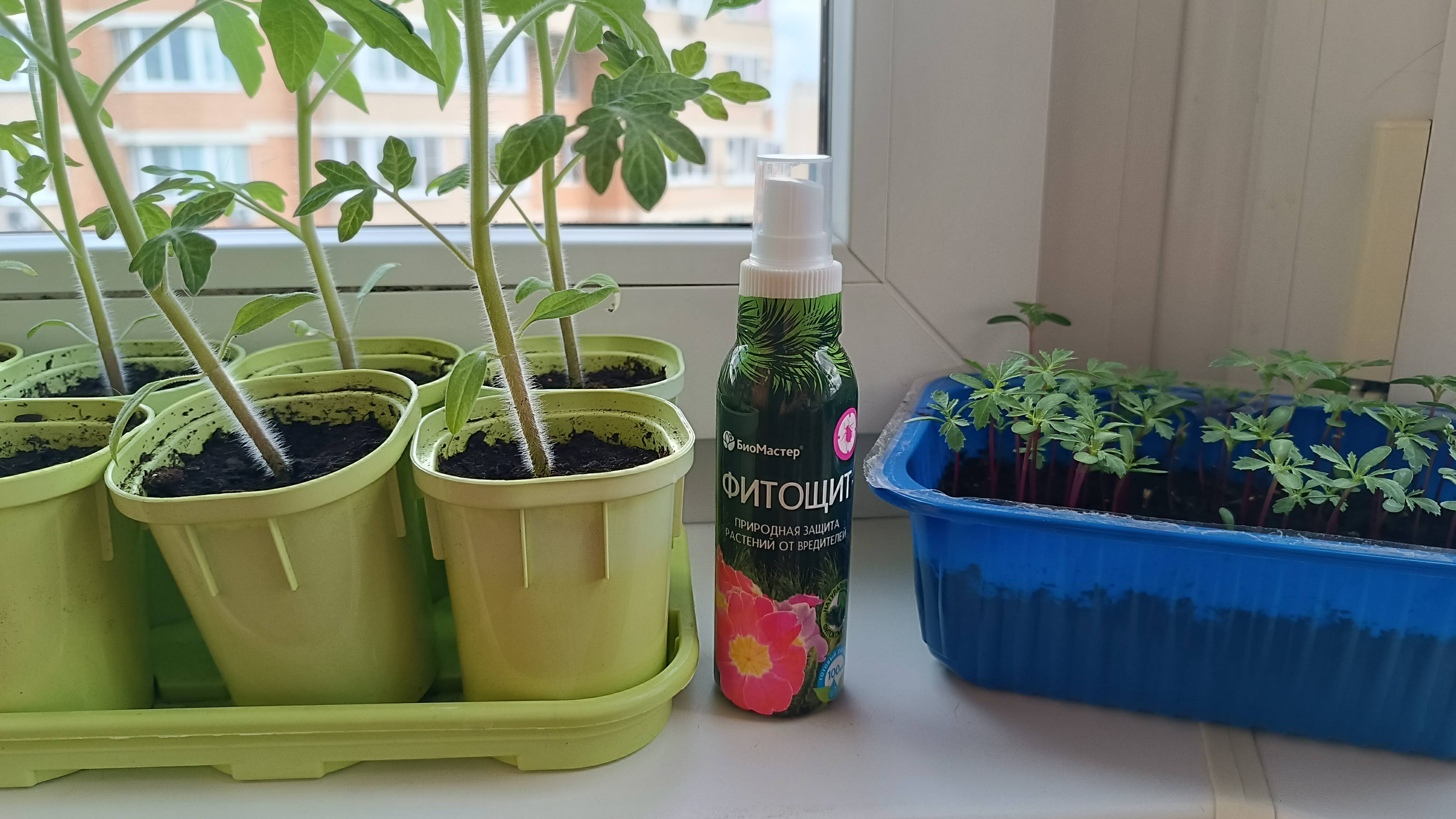 Моя рассада и как я борюсь с цветочными блошками / Чудо средство смотреть онлайн