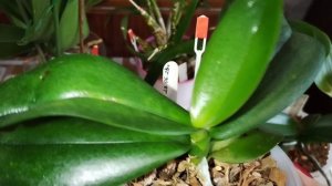 Тестирование препаратов для цветения и корнеобразования. Прошло чуть больше месяца.