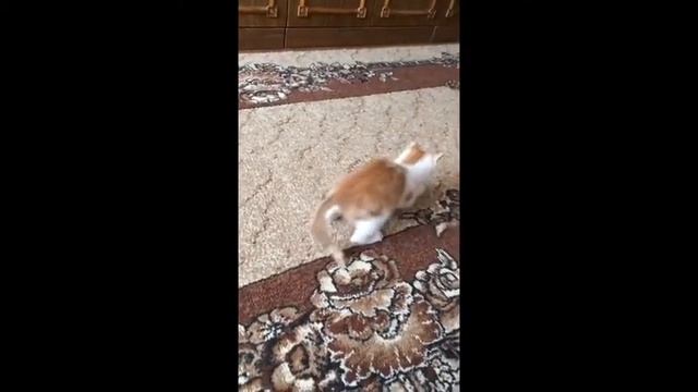 Пэрсик играет котята прикол смотреть онлайн