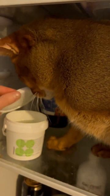 у кого контроль над холодильником, тот и главный 😎 #cats смотреть онлайн