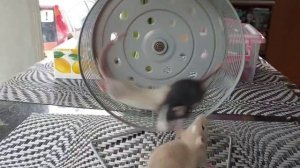 video_2025-05-14_11-46-07