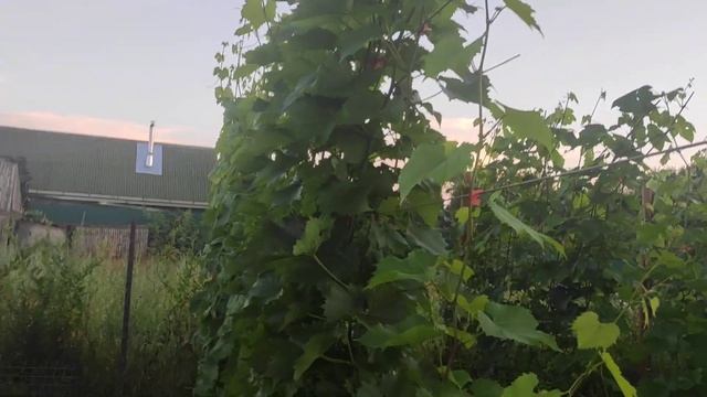 Листовая подкормка винограда , вне корневая подкормка винограда в Ленинградской области . 26.07.24