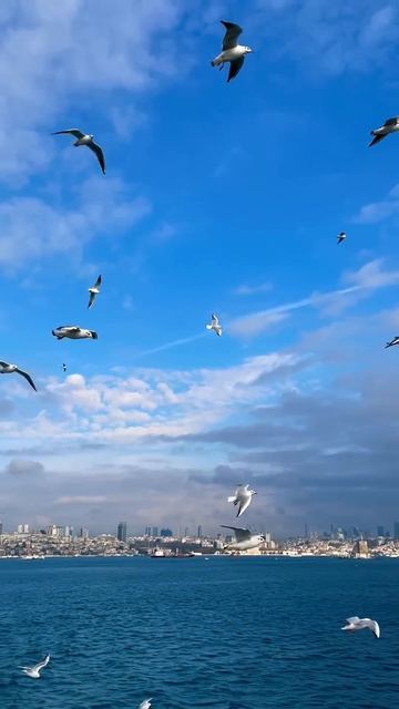 🇹🇷 Стамбул. Чайки над Босфором #стамбул #море #турция смотреть онлайн