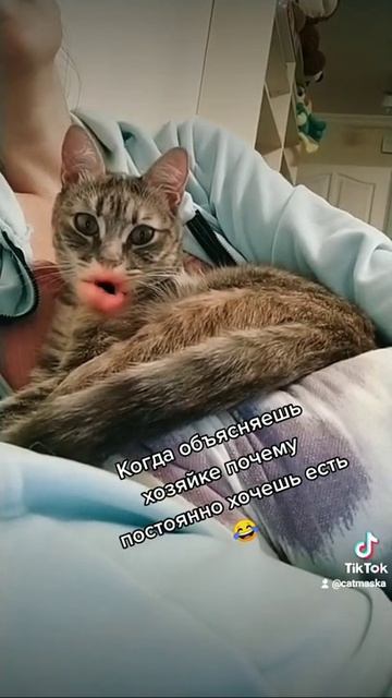 😂Когда объясняешь хозяйке почему постоянно хочешь е? смотреть онлайн