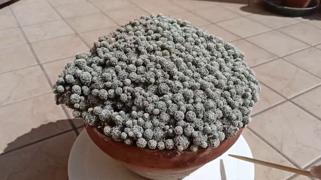 Маммиллярия изящная. Самый мелкий кактус.Mammillaria Gracilis.