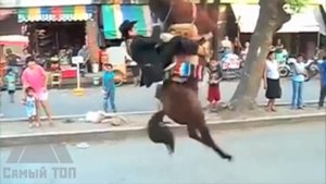 Нападения лошадей  Horses vs people