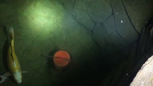 Содержание карпов Кои в пруду с Оксидатором W